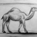 camel_sketch