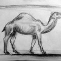 camel_sketch_edited-1