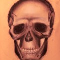 skull_sketch2