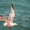 seagull_sharpedit 2